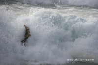 Surf en bretagne - La Palue (29) - 37