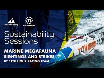 Marine Megafauna Sightings and Strikes | Sustainability Session 7
