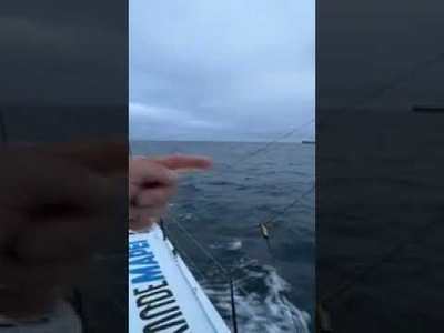 Ambrogio sous bonne escorte de dauphins