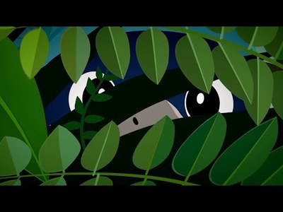 Tymal : la nouvelle mascotte de la Route du Rhum - Destination Guadeloupe !